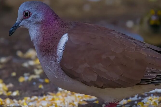 Rocklands Bird Sanctuary and Montego Bay Highlights - More than hummingbirds: Spotting other Jamaican bird species