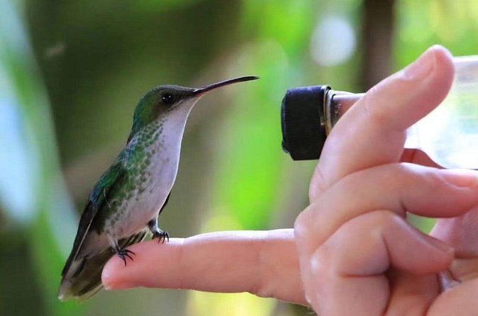 Rocklands Bird Sanctuary and Montego Bay Highlights - Along the drive: Shopping and local food sampling time