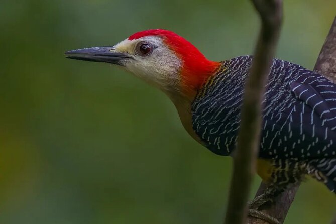 Rocklands Bird Sanctuary and Montego Bay Highlights - 2 hours total: How to fit it into your day