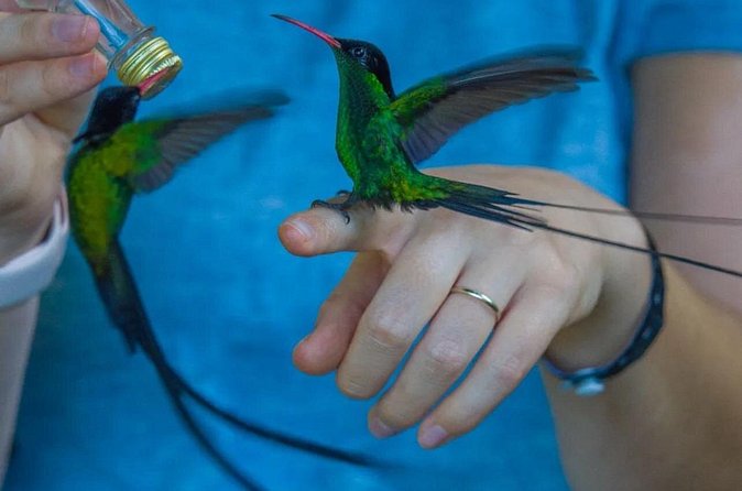 Rocklands Bird Sanctuary and Montego Bay Highlights - Price and value: Is $120 per person worth it?