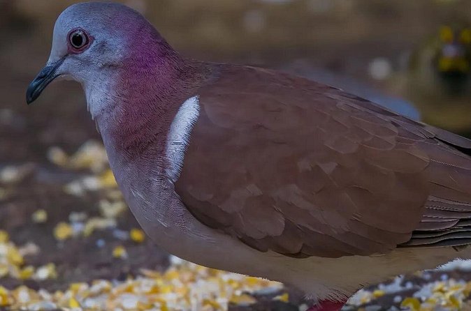 Rocklands Bird Sanctuary and Montego Bay Highlights - Who should book (and who should skip)