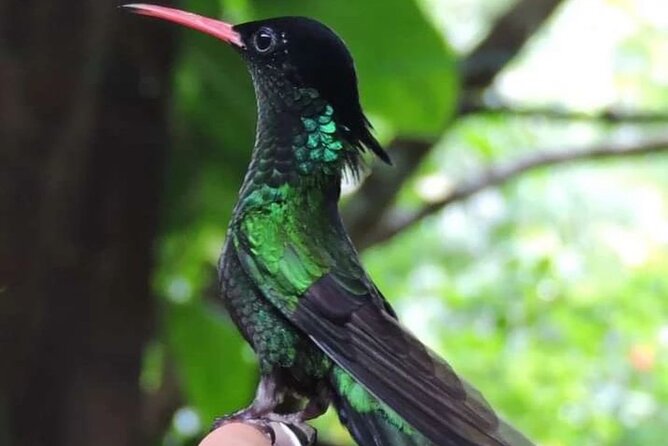 Rocklands Bird Sanctuary and Montego Bay Highlights - Hand-feeding Jamaica’s hummingbird: What it feels like, and how to do it right