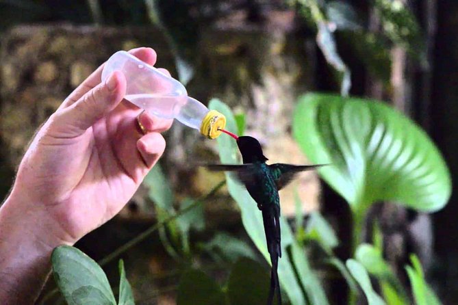Rocklands Bird Sanctuary & City Highlights plus Shopping from Montego Bay - Rocklands Bird Sanctuary, finger-feeding the Doctor Bird