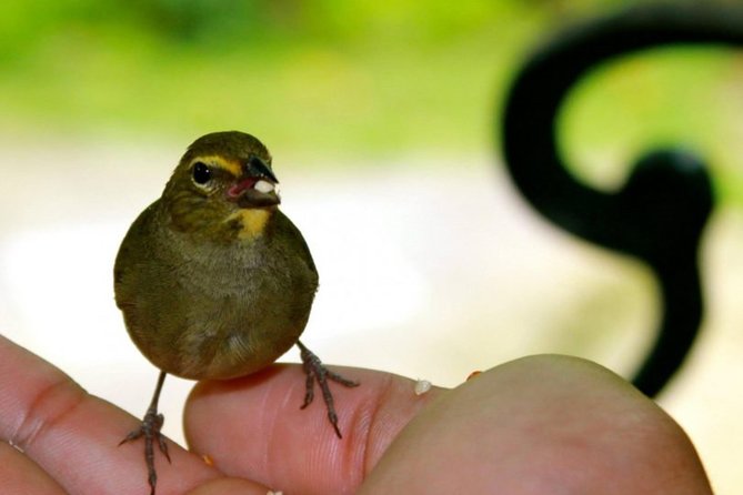 Rocklands Bird Sanctuary & City Highlights plus Shopping from Montego Bay - Hip Strip shopping: how to make the most of one hour