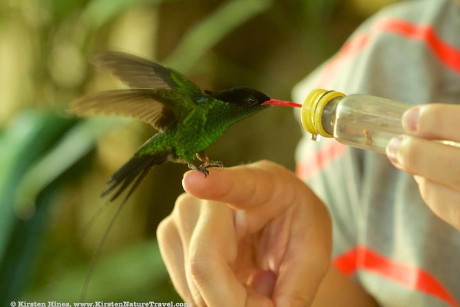 Rocklands Bird Sanctuary & City Highlights plus Shopping from Montego Bay - Transportation and timing: a half-day that still feels like a day