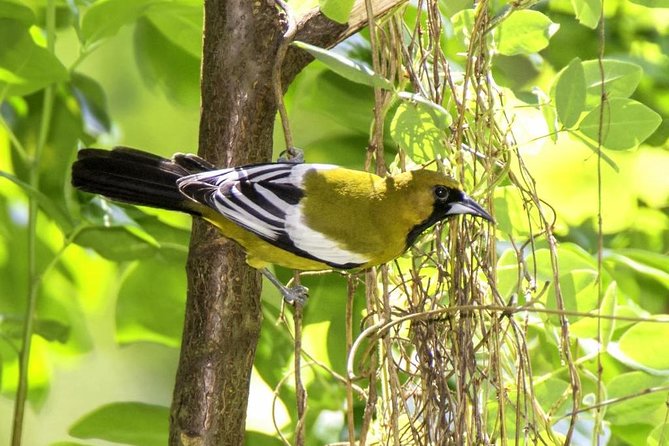 Rocklands Bird Sanctuary & City Highlights plus Shopping from Montego Bay - Value check: is $135 a fair deal?