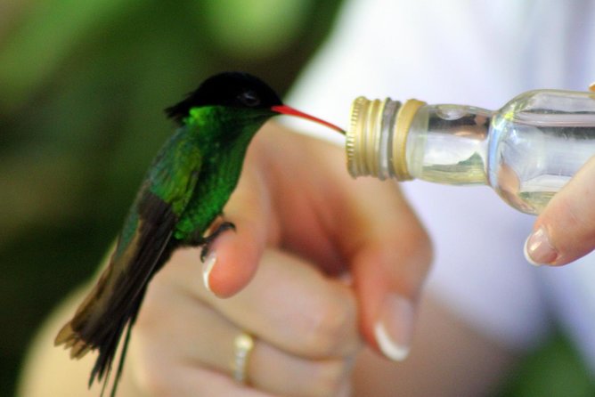 Rocklands Bird Sanctuary & City Highlights plus Shopping from Montego Bay - Quick safety and comfort tips that actually matter