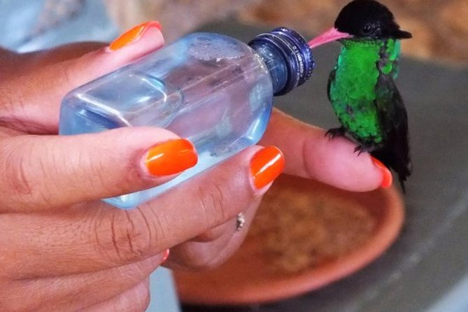 Rocklands Bird Sanctuary & City Highlights plus Shopping from Montego Bay - Montego Bay downtown stops: square, church, and a viewpoint