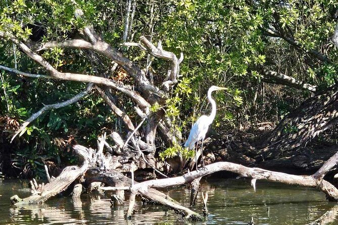 Scenic & Historical Nature Boat Safari Up the Negril River - How the guides connect river scenery to Negril history