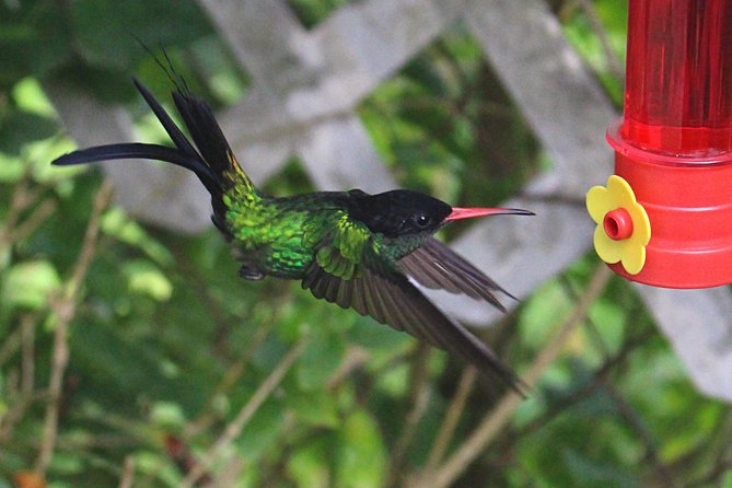 Skip the Line: Ahhh Ras Natango Gallery and Garden Admission Tickets - Key highlights worth your time