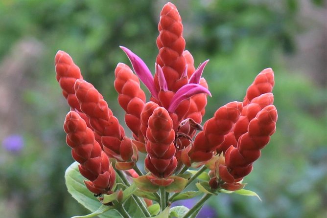 Skip the Line: Ahhh Ras Natango Gallery and Garden Admission Tickets - The art side: gallery, gift shop, and what you can buy