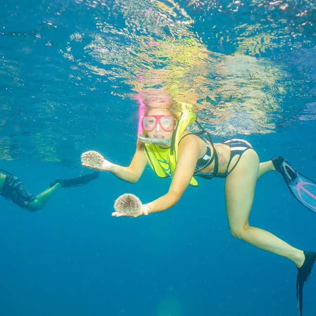 Snorkeling in Montego Bay with Transportation - The reef experience: coral gardens and marine life you can see