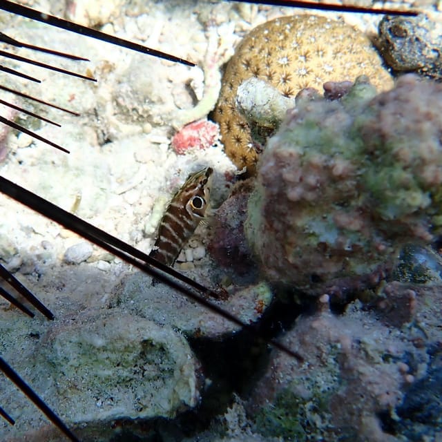Snorkeling in Montego Bay with Transportation - Why private transportation and entrance fees make this feel “worth it”