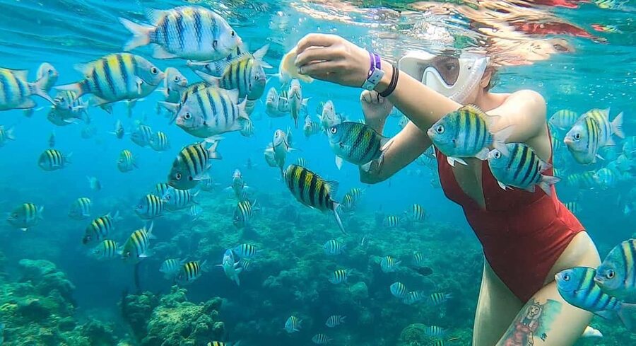Snorkeling in Montego Bay with Transportation - What you actually do, step by step