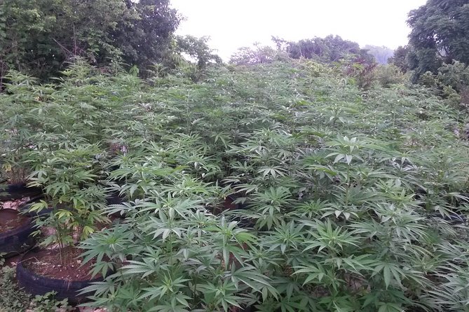 Stepping High Mountain Rastafari Herbs Tour - Key highlights worth knowing