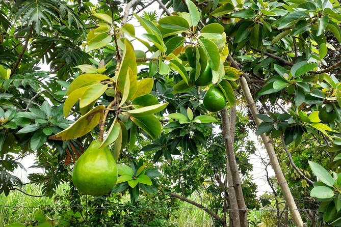 Stepping High Mountain Rastafari Herbs Tour - Price and value: what $140 gets you