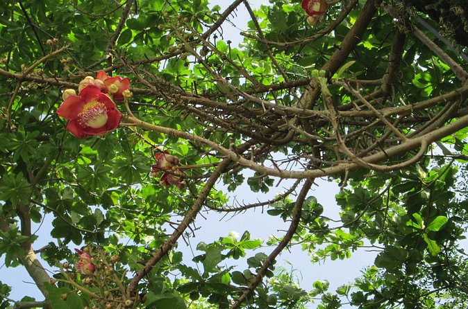 Stepping High Mountain Rastafari Herbs Tour - Stop at Jamaica Hidden Treasures: herbs, crops, and the hilltop views