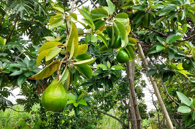 Stepping High Mountain Rastafari Herbs Tour - Group size and privacy: why a private tour can feel better here