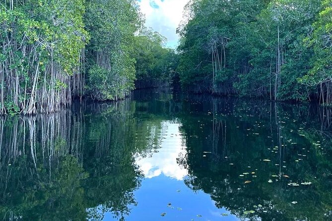 Tour to Black River and YS Falls - Stop 2 at Black River Safari: crocodiles, mangroves, and real river scenery