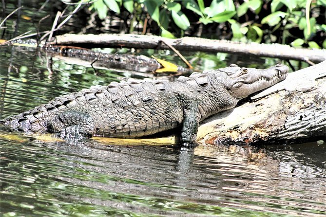YS Falls and Black River Safari Guided Tour from Montego Bay and Grand Palladium - FAQ