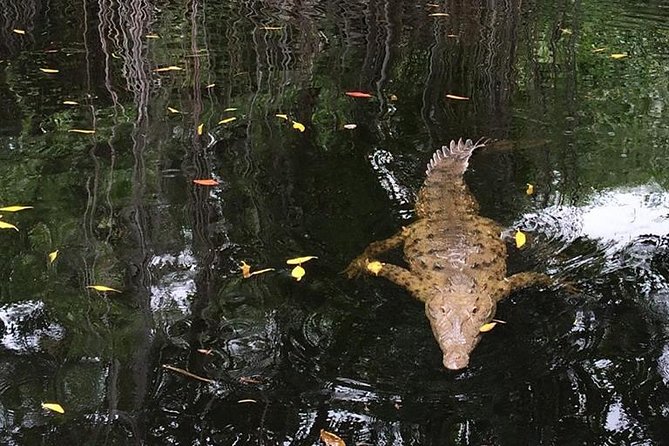 YS Falls, Black River Safari, and Floyd's Pelican Bar Day-Trip (Transportation) - Stop 2: Swaby’s Swamp Safari, the Black River wetland boat ride