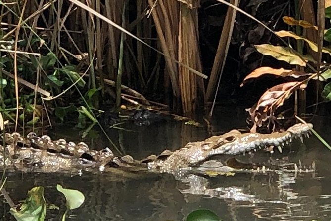 YS Falls, Black River Safari, Appleton Rum Tour OR Pelican Bar (Choose Up to 3) - Key things I’d plan around before you go