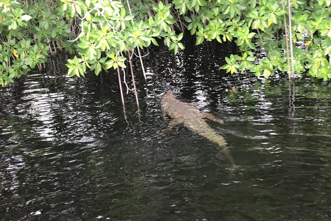 YS Falls, Black River Safari, Floyd’s Pelican Bar - Black River Safari by Boat: Crocodiles and Real Nature Time